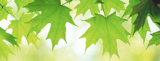 Our-Services-main-banner Canada Immigration Specialists